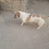 واگذاری سه غلاده سگ پاپی