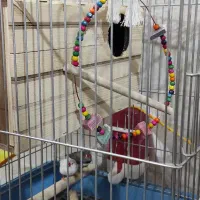 عروس هلندی جفت و باهوش|پرنده|شیراز, کوشک میدان|دیوار