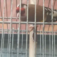 سهره جوجه سال دهن قشنگ مس مس