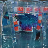 فایتر هافمون مولد|ماهی|شهریار, شهرک وائین|دیوار