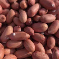 بادام زمینی ایرانی تازه