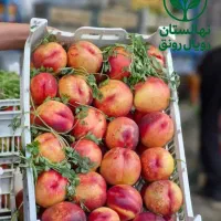 نهال شلیل های با کیفیت و اصلاح شده