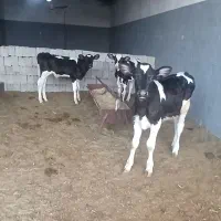 ۳راس گوساله