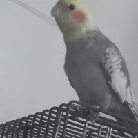 فروش عروس هلندی|پرنده|کرج, کرج نو|دیوار