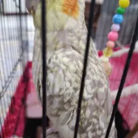 عروس هلندی ماده|پرنده|تهران, تولید دارو|دیوار