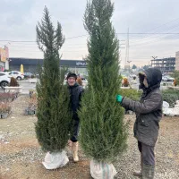 سرو شیراز ارتفاع ۳ متر