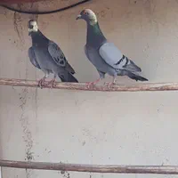 سه جفت کبوتر پلاکی|پرنده|باقرشهر, |دیوار