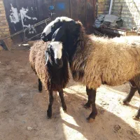 بز و بزغاله جوان .گوسفند وشیشک چاق|حیوانات مزرعه|قزوین, |دیوار