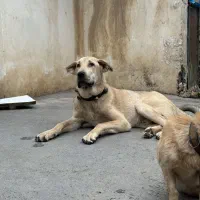 واگذاری توله پژدر 7ماهه