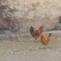 خروس|حیوانات مزرعه|خلجستان, |دیوار