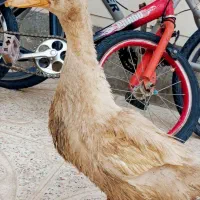 اردک شوروی|حیوانات مزرعه|خوی, |دیوار