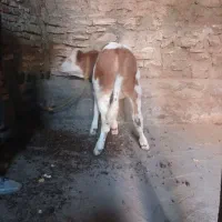 گوساله نر سیمینتال قرمز جنس درجه یک|حیوانات مزرعه|مهربان, |دیوار