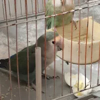 جفت مولد|پرنده|اندیمشک, |دیوار