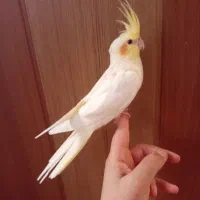 عروس هلندی دستی|پرنده|صدرا-فارس, فاز ۱|دیوار