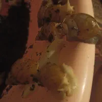 هلزون مولد|خزنده|تبریز, |دیوار