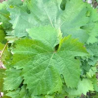 برگ مو تازه