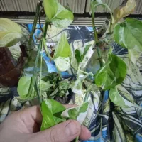 گل بنجامین|گل و گیاه طبیعی|رشت, توشیبا|دیوار
