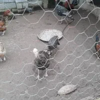 بوقلمون ۶ ماهه