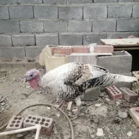 بوقلمون وغاز|حیوانات مزرعه|جیرفت, |دیوار
