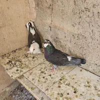 کبوتر شازده|پرنده|اصفهان, خواجه عمید|دیوار