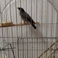 مرغ مینا|پرنده|کرج, باغستان|دیوار