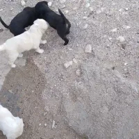 تله سگ ۲ماهه