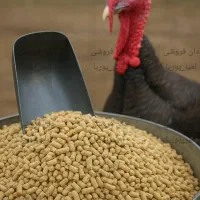 دان مرغ و بوقلمون گوشتی کیلوی۲۳هزار