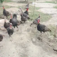 بقلمون برنز