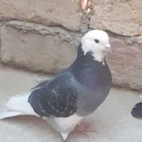 کبوتر شازده بازیکن پرشی ساعتی