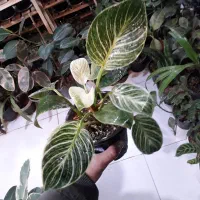 گل طبیعی...|گل و گیاه طبیعی|قوچان, |دیوار