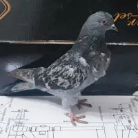 انواع کبوتر پرشی درجه یک