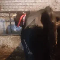 گاو