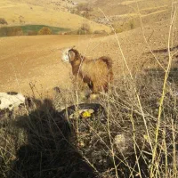 بز  با بزغاله نر