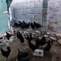 فروش مرغ وخروس محلی اصل