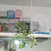 قناری. مرغ عشق.  سهره