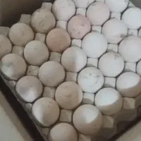 تخم نطفه دار بوقلمون برنز|حیوانات مزرعه|تهران, صادقیه|دیوار