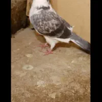 کبوترمسافتی|پرنده|مشهد, مهدی آباد|دیوار