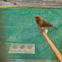 فروش پنج جفت قناری روی تخم