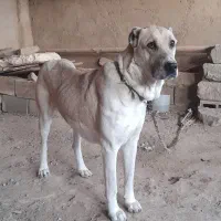 ماده سگ خراسانی|سگ|بجنورد, |دیوار