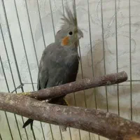 عروس هلندی|پرنده|تهران, جیحون|دیوار