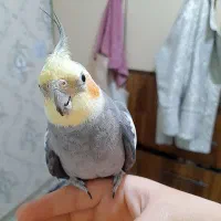 عروس هلندی نر دستی