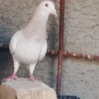 کبوتر|پرنده|کازرون, |دیوار