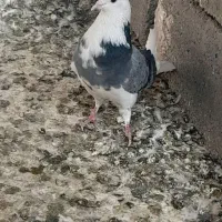 همه‌ جور هست