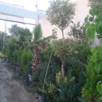 خدمات باغبانی و باغچه