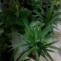 گل با قیمت مناسب حراج برک انجیری