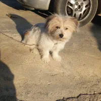 سگ شیتروز|سگ|صحنه, |دیوار