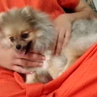 پامرانین خرسی