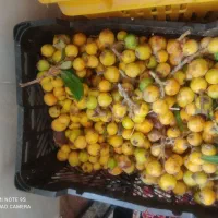 ازگیل
