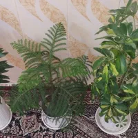 گلل|گل و گیاه طبیعی|کامیاران, |دیوار