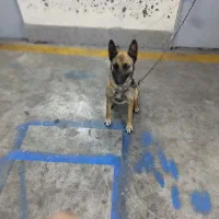 مالینویز ماده